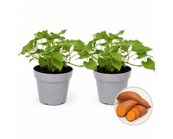 Zoete Aardappel Plant – 2 Planten – Bataat – Eetbare Moestuinplant – Balkon & Kas – Ipomoea batatas