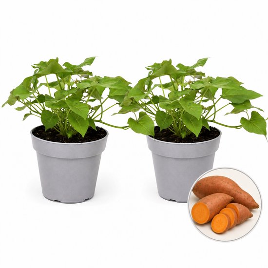Zoete Aardappel Plant – 2 Planten – Bataat – Eetbare Moestuinplant – Balkon & Kas –...