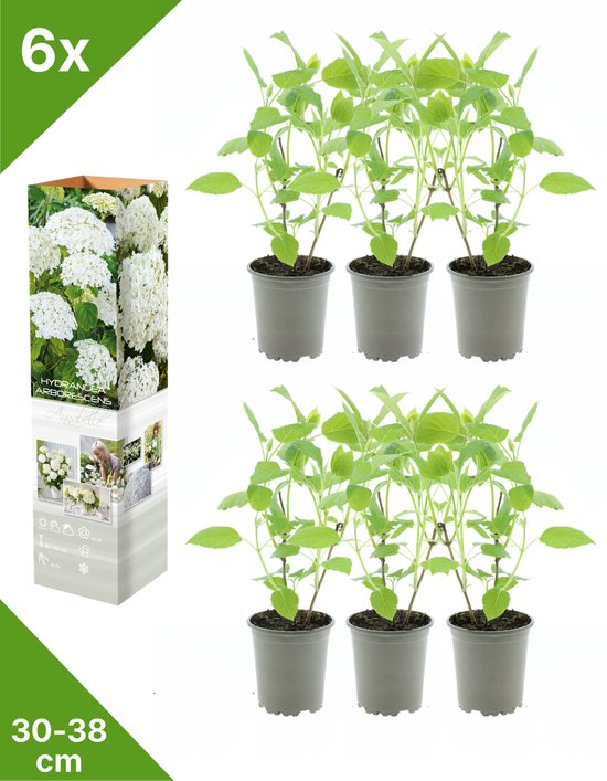 Ensemble de six jeunes plants d'Hydrangea arb. 'Annabelle' en pot, mesurant 30-38 cm de haut.