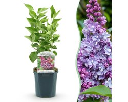 Green boutiQ - Tuinplant - Syringa vulgaris Michel Buchner - Gewone Sering - Winterhard - Roze - 1 Plant - Pot 17cm - Hoogte 45cm
