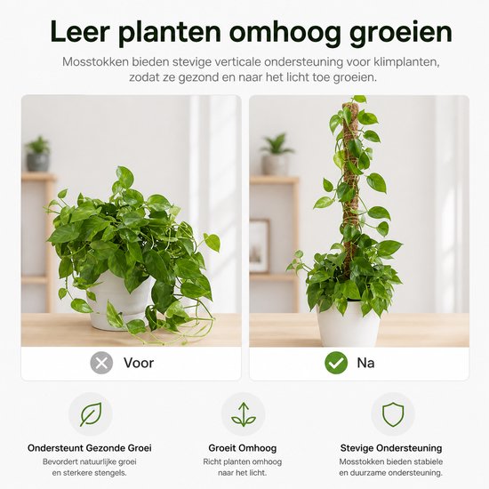 BOTC Mosstok voor Planten - 2x40cm - Plantenstok - Plantensteun - Perfect voor Monstera, Pothos en Meer