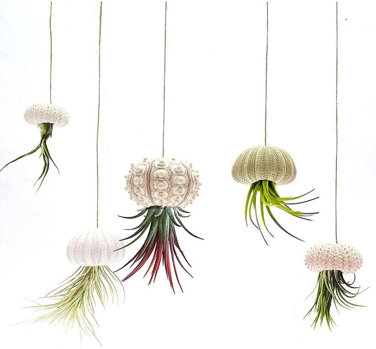 SPHProducts - Mini Zeeeegel Shell Opknoping Pot - Decoratieve Air Plant Houder - 5-delige set - Perfect voor Tuin en Huis - Creatieve Plantendisplay - ...