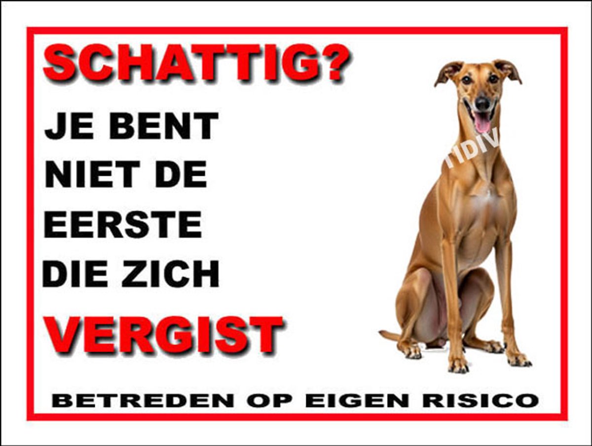 Galgo Español 14