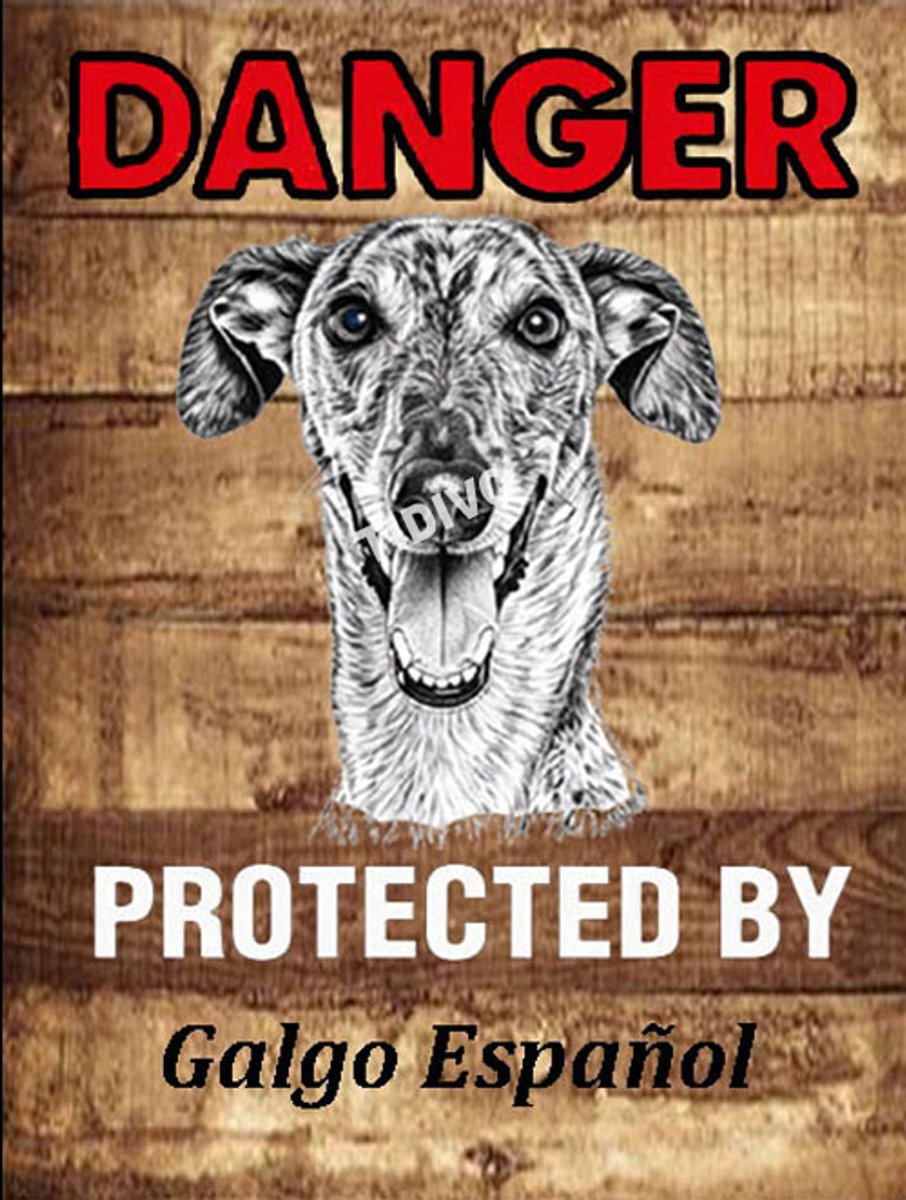 Galgo Español 19