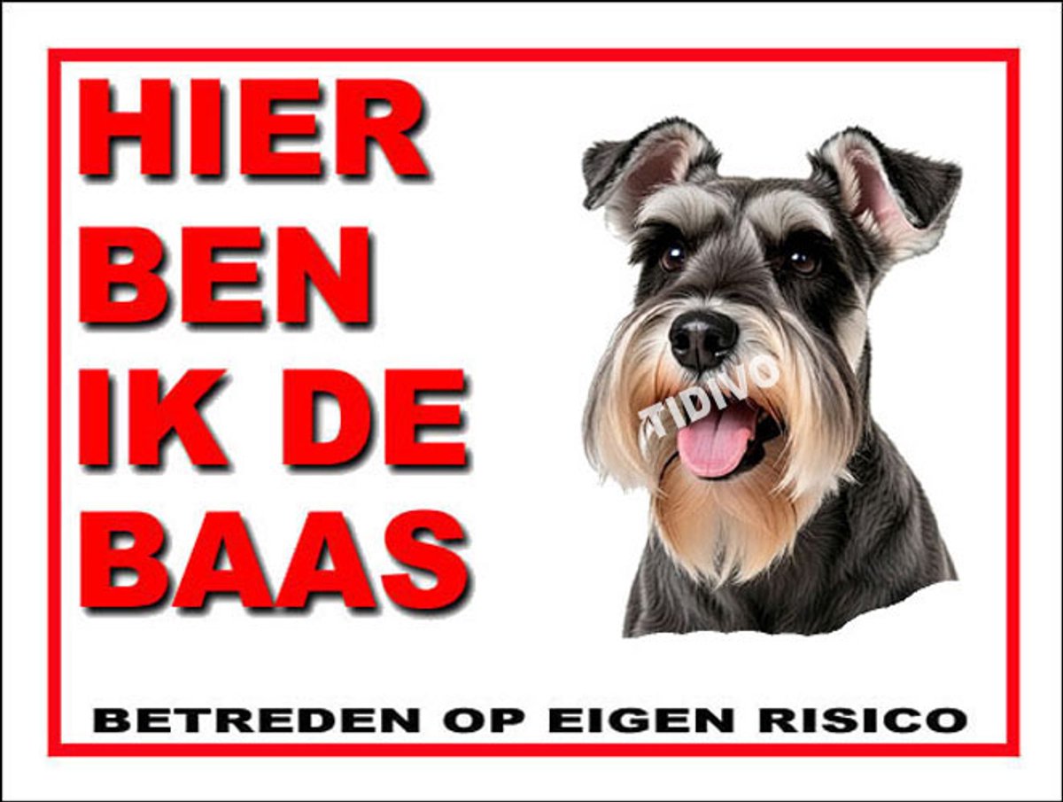 Dwergschnauzer 2