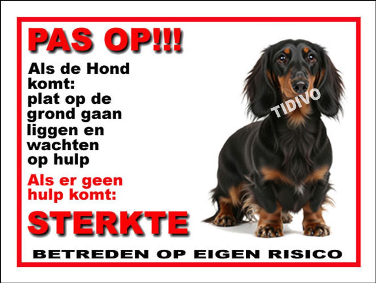 Dashond, Langhaar 12