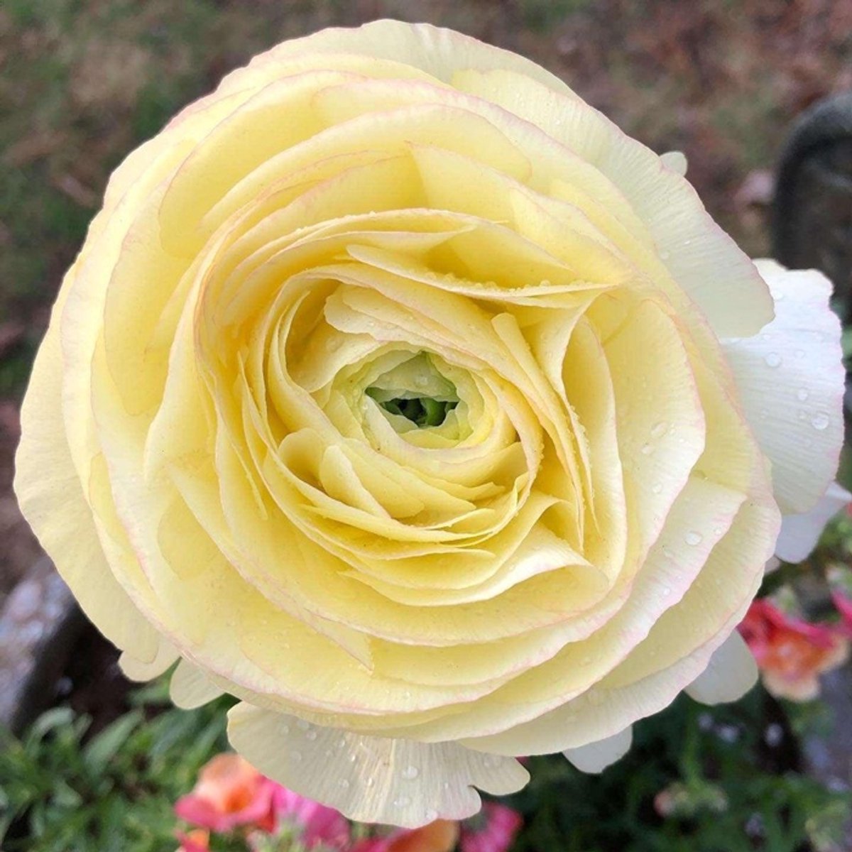 Bulbs by Brenda | Ranunculus Friandine Lemon | 10 stuks | ranonkels
