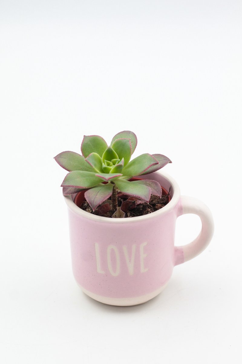 Bakkie koffie? – Koffiemok "PATIENCE" met cactus of vetplant – Keuze uit 6 teksten – Cadeau tip - Sierpot voor binnen