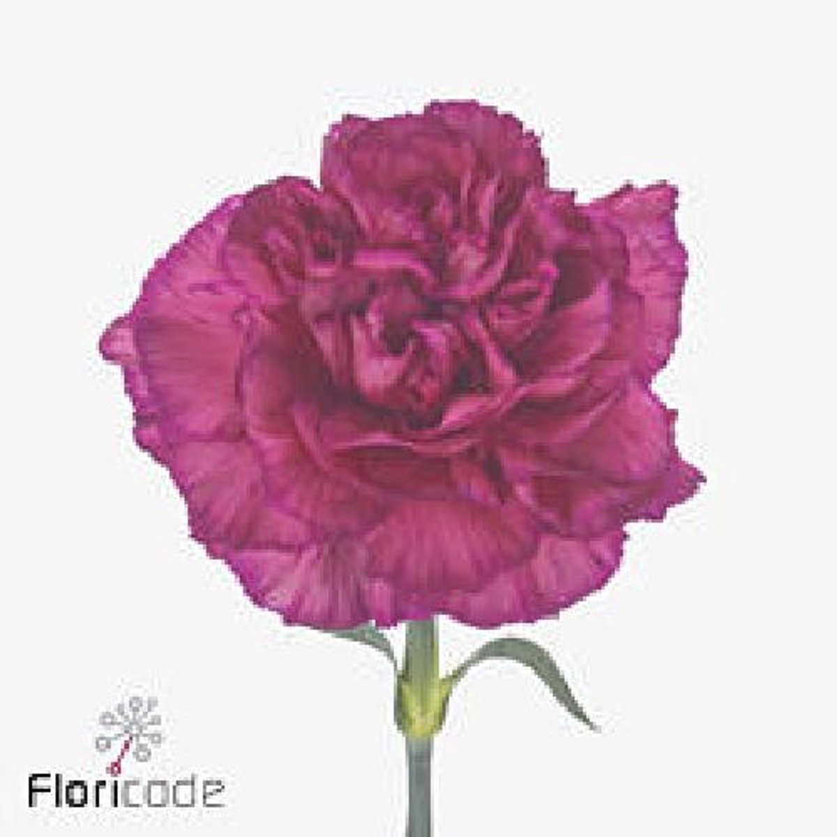 20x Dian.purple storm+ 60cm