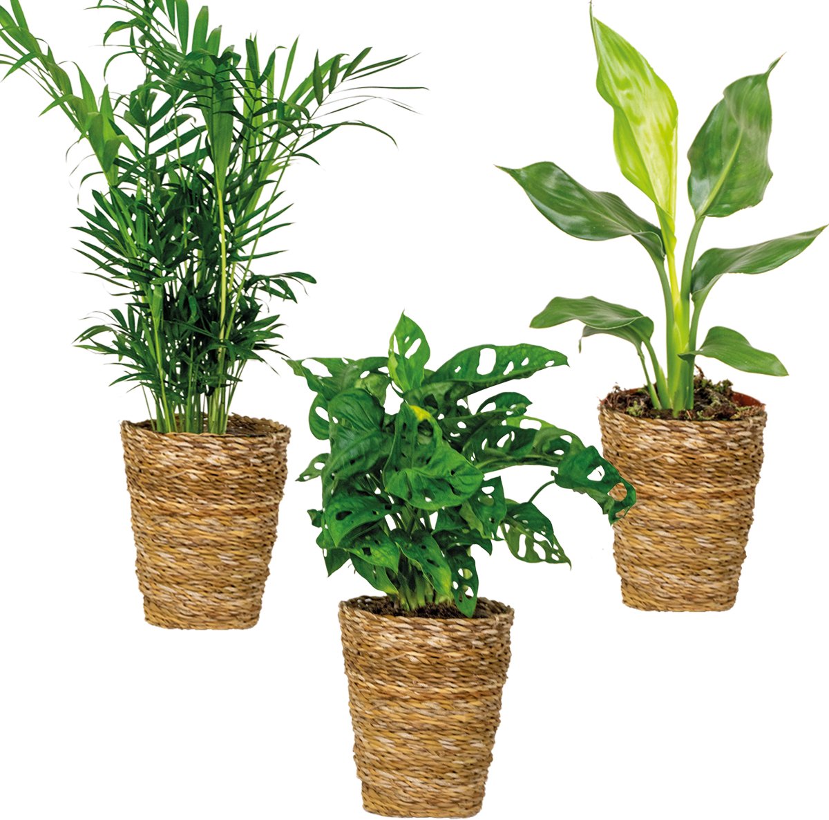 Bol.com Bloomique - Set van 3 - Luchtzuiverende (be)manden Mix – Luchtzuiverend – - 20-45 cm - Pot 12 cm - Hoogte 30-40 cm aanbieding