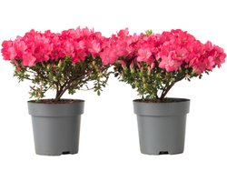 Plant in a Box - Rhododendron 'Azalea Anouk' - Set van 2 - Wintergroene Japanse Azalea - Pot 17cm - Hoogte 25-40cm