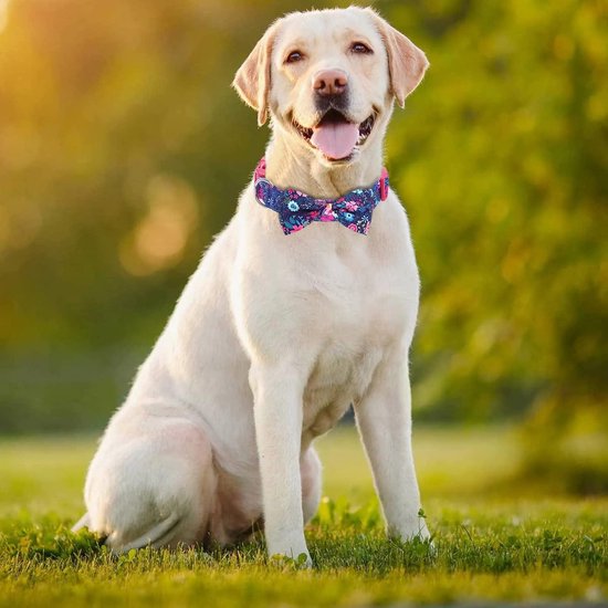 Hondenhalsband tractie touw vlinderdas Pitbull