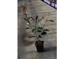 Photinia ‘Red Robin’ – 6 Planten – Wintergroene haagplant – Snelgroeiend & sierlijk rood blad – Gratis verzending