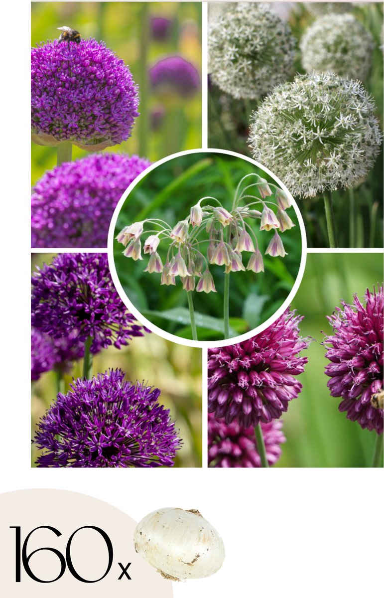 Plant in a Box - Bulb Garden Allium - 160x Bollen - 5 Variëteiten - Sierui - Bloembollen voor Tuin, Terras of Balkon