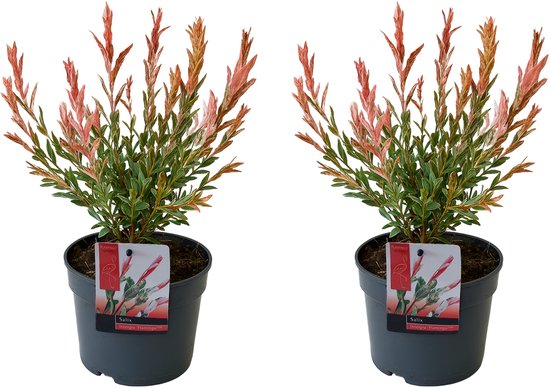 Bloomique Salix Flamingo – Bonte Wilg, 80-100 Cm Hoog, Pot 19 Cm, Winterhard, Roze-witgroene Bladeren 4 miniatura