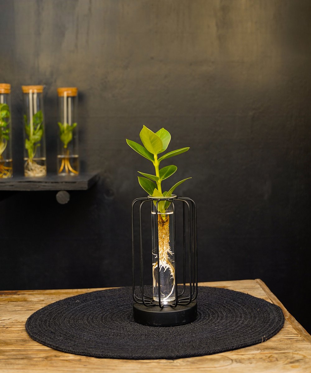 Turijn | lichtplantje | Hydroponie |Square|Clusia Princess