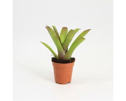 Moerings Neoregelia Bromelia in 5 cm pot