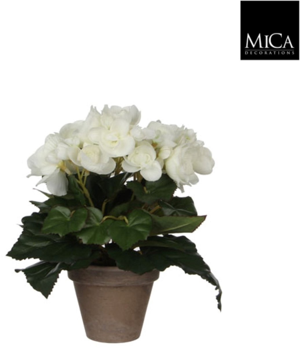 8 stuks! Begonia wit in pot stan grijs d9 cm h25xd20 cm Mica Decora...
