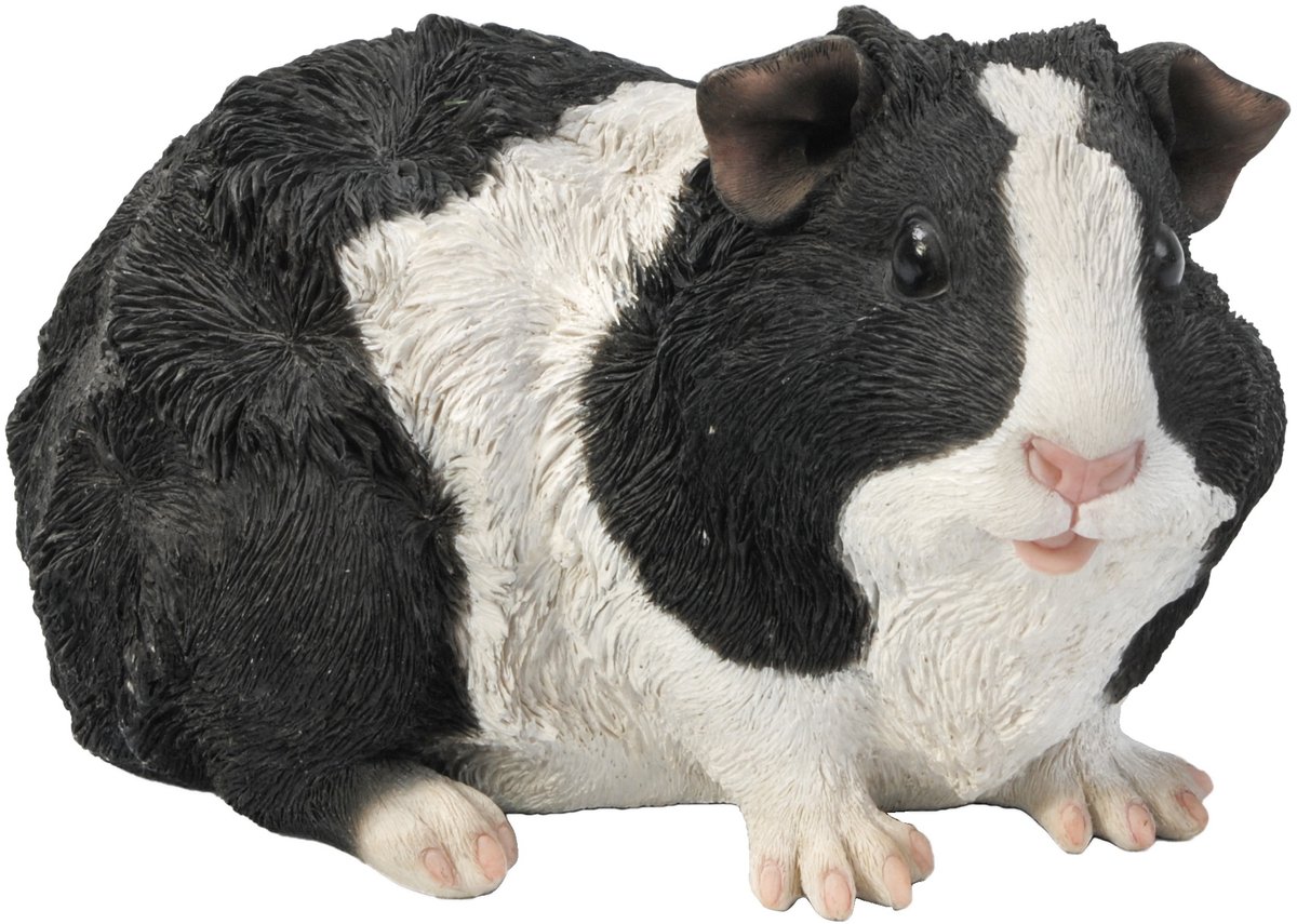 HotAnt Tuinbeeld dieren - Cavia zwart-wit (Polystone) - Voor buiten - Tuin decoratie - Cadeau