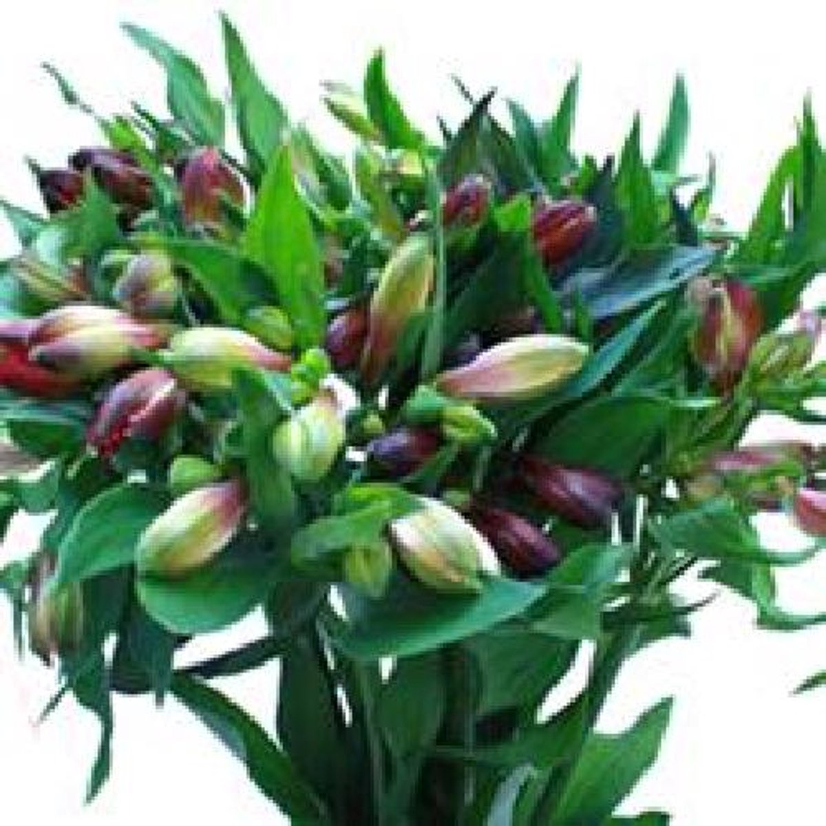 10x Alstroemeria mix/bos 70cm