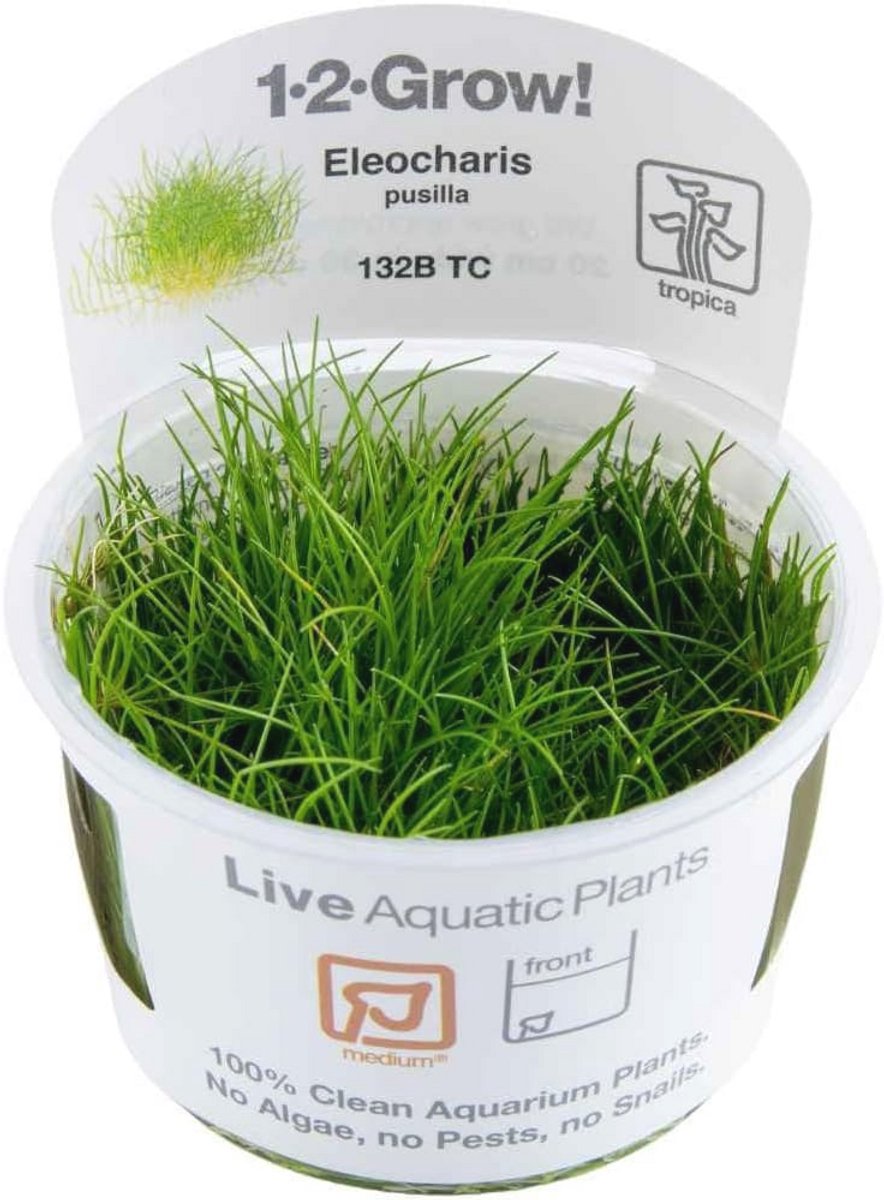 Aquariumplant Eleocharis sp. Mini - In-Vitro Aquariumdecoratie