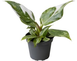 Philodendron White Princess - Hoogte 16cm - Pot 6cm