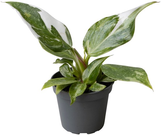 Philodendron White Princess - Hoogte 16cm - Pot 6cm