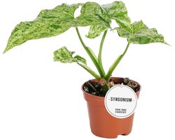 Syngonium Mottled - Hoogte 15cm - Pot 6cm