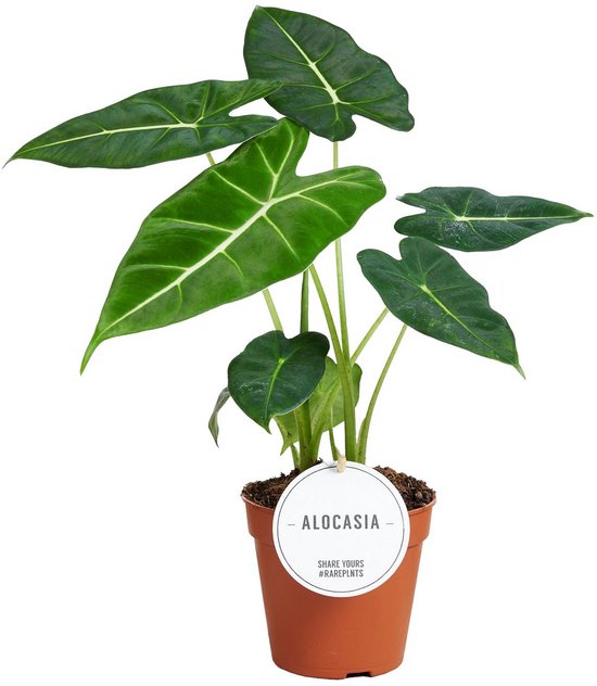 Alocasia Frydek - Hoogte 30cm - Pot 12cm