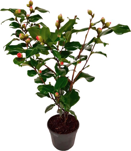 Plant in a Box - Camellia japonica Dr. King - Japanse roos - Camellia plant  winterhard... | bol
