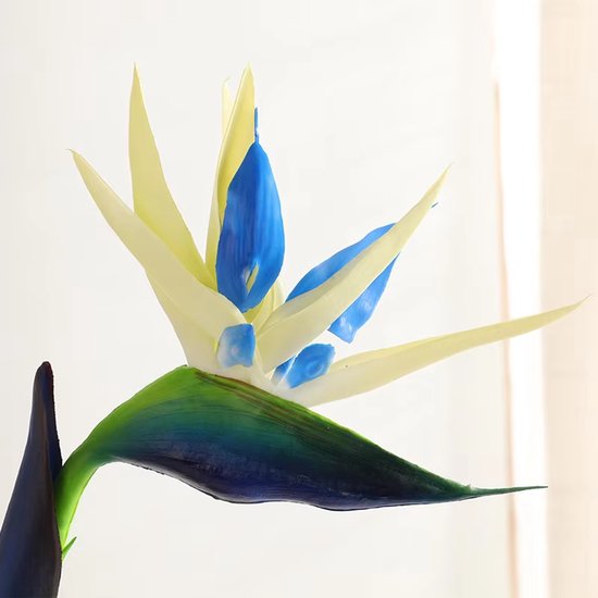 Strelitzia Verzorging (Paradijsvogelplant) - 12 Tips en Kenmerken