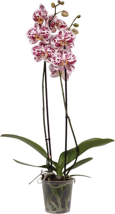 Orchidee Sprinkle (Phalaenopsis) - 70cm