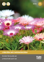 IJsbloem Magic Carpet Mix Zaden – Bodembedekker Bloemenmix – Kleurrijke Zomerbloemen – Droogtetolerant – ±1000 Zaden – Tuin de Bruijn
