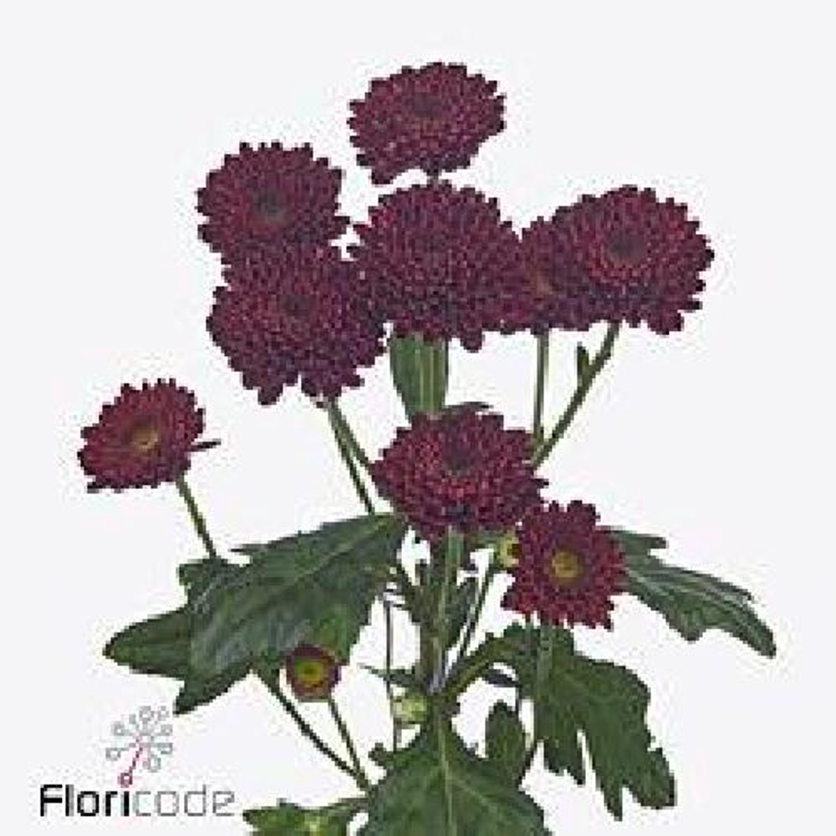 25x Chrysant san.jinda red 50cm