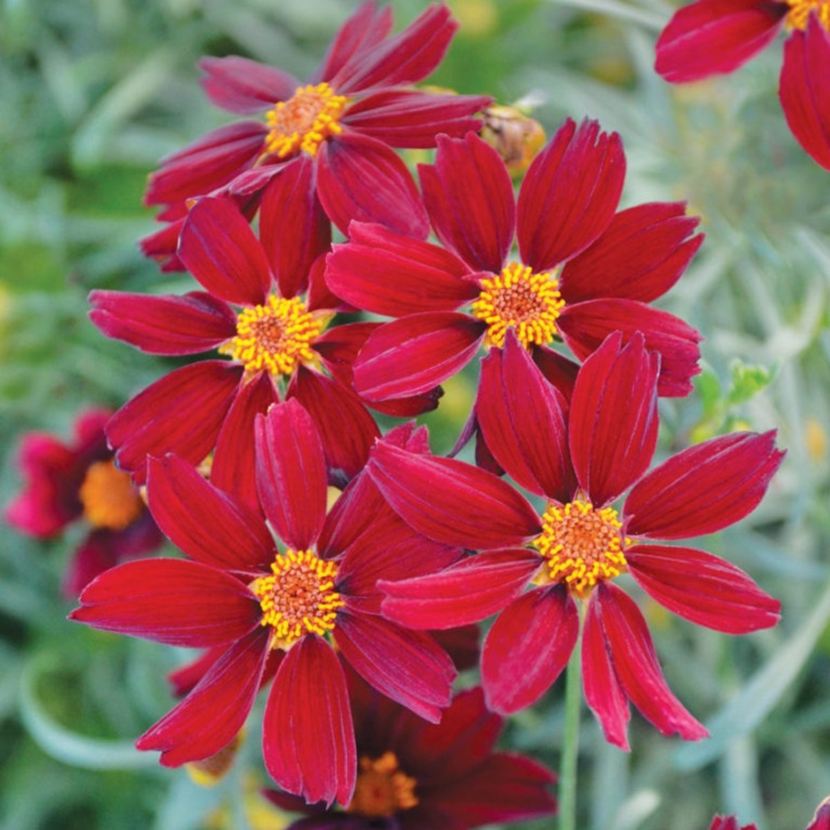 6x Coreopsis hybrida 'Red Satin' Pot 9x9cm - Rode Satijnen Meisjesogen Pot 9x9cm - Planten Catalogus