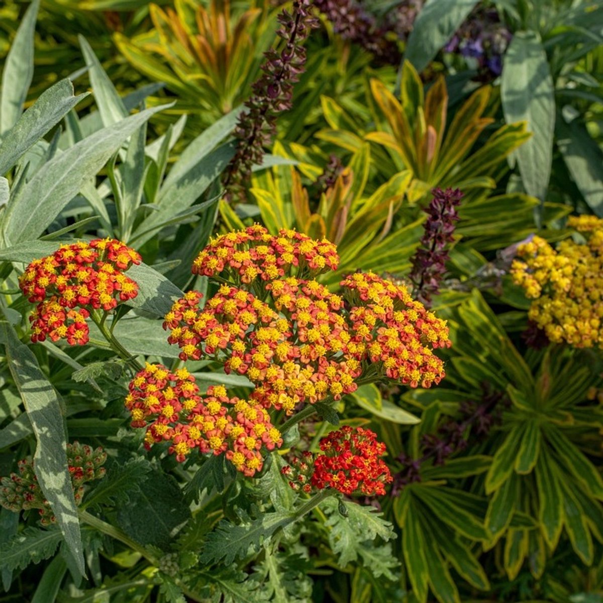 6x Achillea hybrida 'Feuerland' Pot 9x9cm - Prachtige vaste plant voor in de tuin