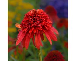 6x Echinacea purpurea 'Hot Papaya'® Pot 9x9cm - Prachtige bloem voor in de tuin