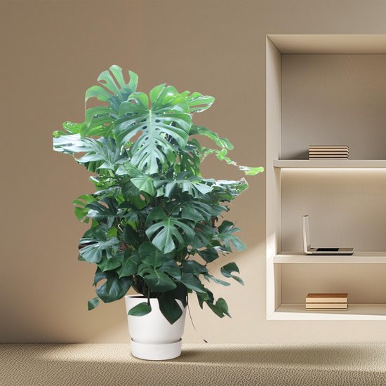 Monstera Deliciosa (XXL blad) | bol
