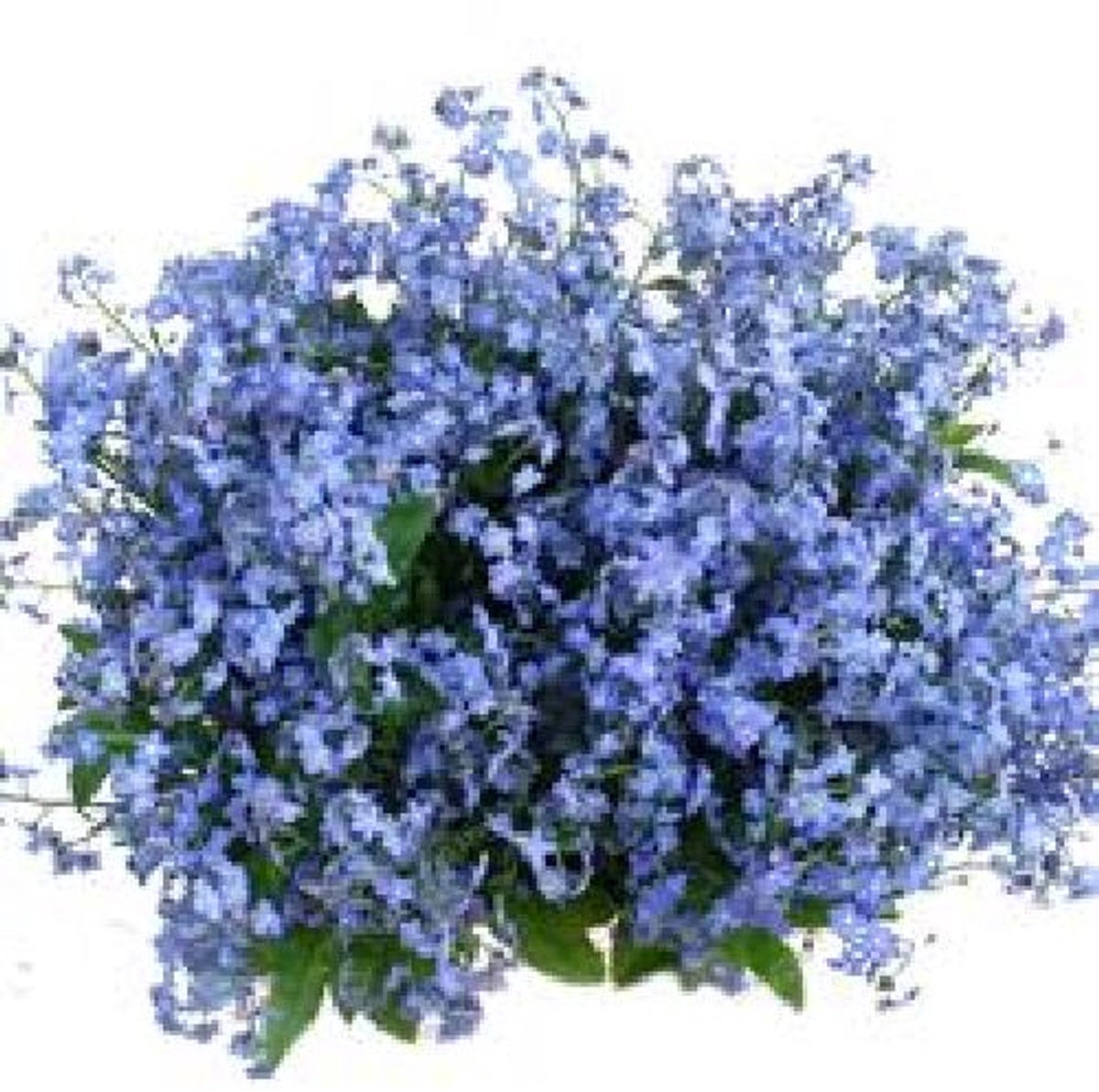 50x Myosotis overig 40cm