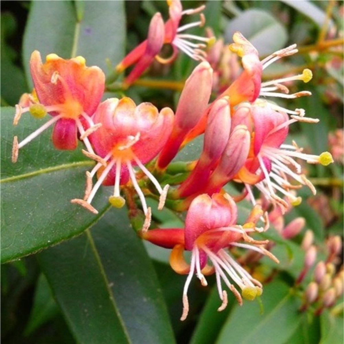 2 x Groenblijvende Kamperfoelie Henryi (Lonicera) - 2 stuks Klimplanten | Rood - Groenblijvend / Wintergroen en Winterhard | 2 x 1,5 liter pot
