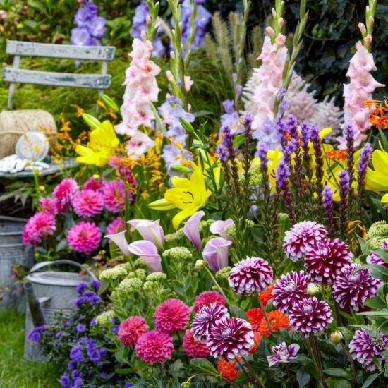 Zomer mix - Budget Collectie - 50 stuks - Bloembollen - Meerkleurig - Bloem bollen