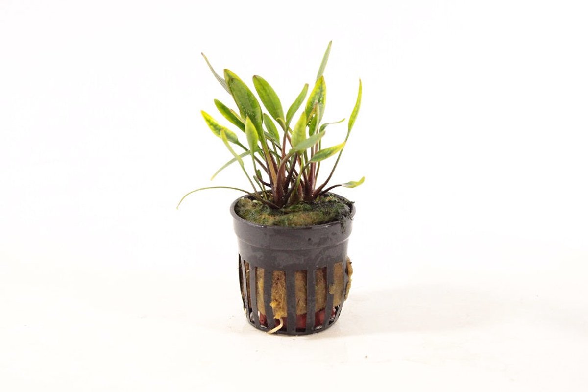 Aquaflora Cryptocoryne Willisii Lucens | in 5 cm pot