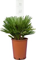 Chamaerops humilis Vulcano Vulcano dwergpalm pot Ø22