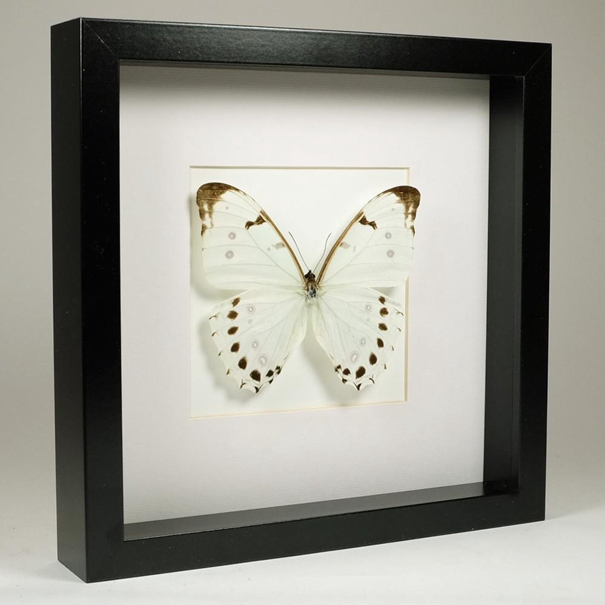 Opgezette Vlinder in Zwarte Lijst 25x25 cm - Morpho Luna