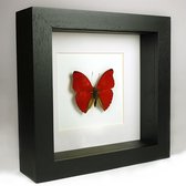 Opgezette Rode Vlinder in Zwarte Lijst - Cymothoe Sangaris