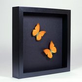 Opgezette Oranje Vlinder in Elegant Zwarte Lijst - Appias Nero 2x