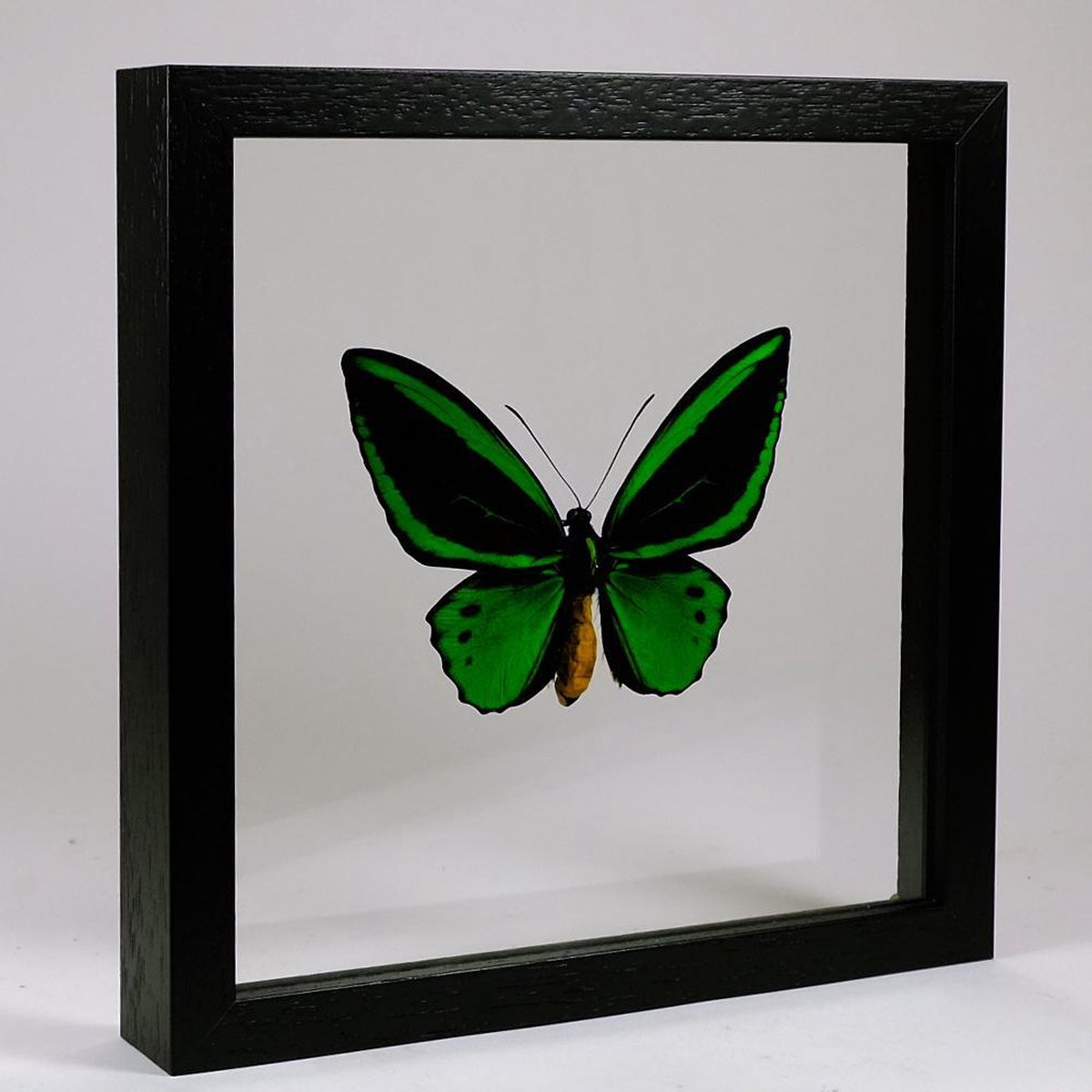 Opgezette Vlinder in Zwarte Lijst Dubbelglas - Ornithoptera Priamus Poseidon