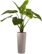 HTT - Kunstplant Philodendron in Clou rond taupe H165 cm