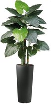 HTT - Kunstplant Philodendron in Clou rond antraciet H185 cm