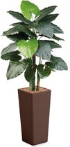 HTT - Kunstplant Philodendron in Clou vierkant bruin H185 cm